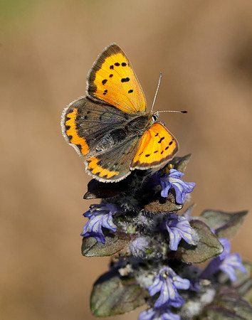 Small Copper Lycaena phlaeas