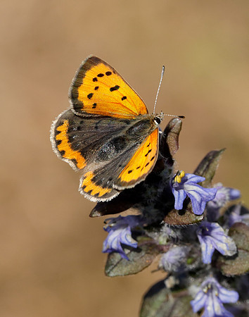 Small Copper Lycaena phlaeas