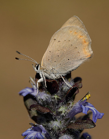 Small Copper Lycaena phlaeas