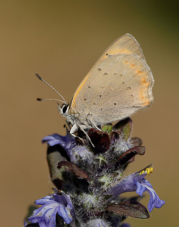 Small Copper Lycaena phlaeas