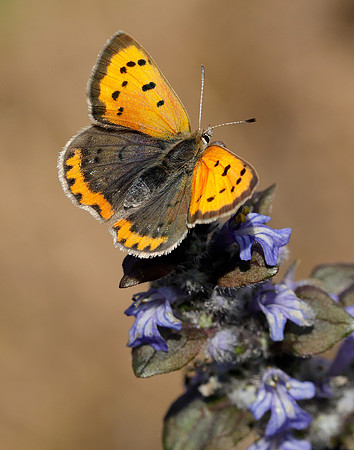 Small Copper Lycaena phlaeas
