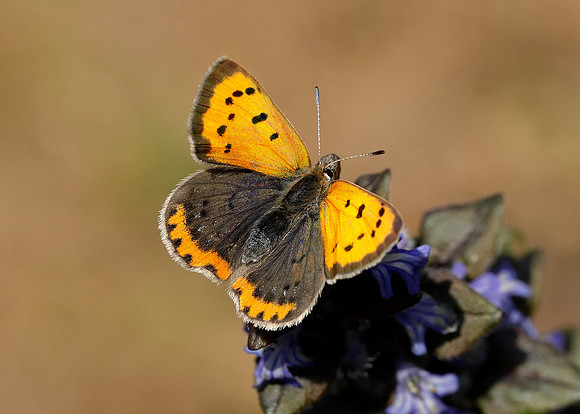Small Copper Lycaena phlaeas