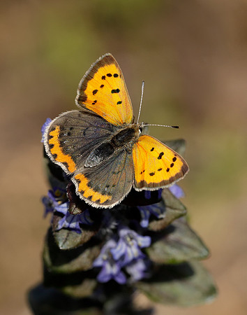 Small Copper Lycaena phlaeas