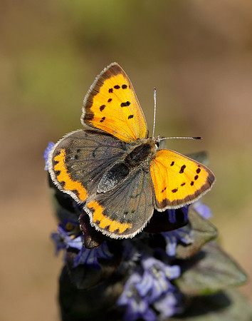 Small Copper Lycaena phlaeas