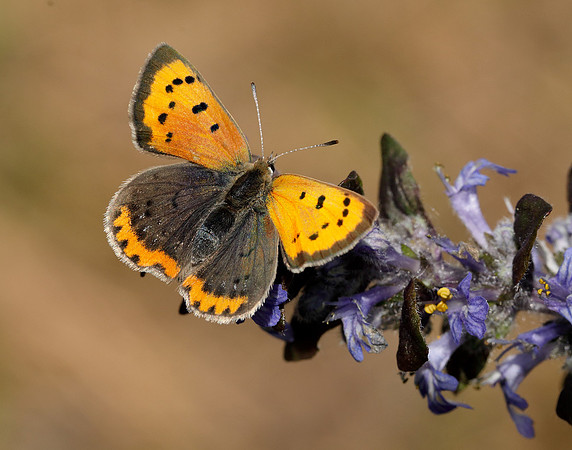 Small Copper Lycaena phlaeas