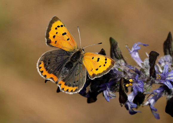 Small Copper Lycaena phlaeas