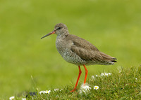 Redshank Tringa totanus