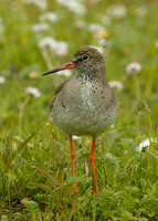 Redshank Tringa totanus