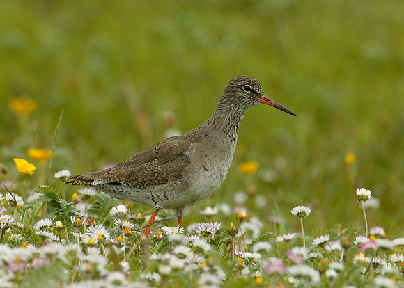 Redshank Tringa totanus