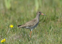 Redshank Tringa totanus