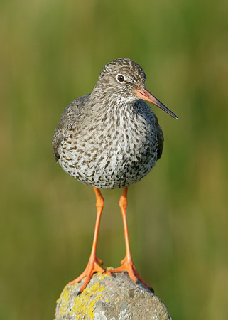Redshank Tringa totanus