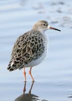 Ruff Philomachus pugnax