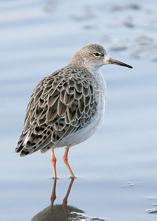 Ruff Philomachus pugnax