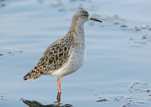 Ruff Philomachus pugnax