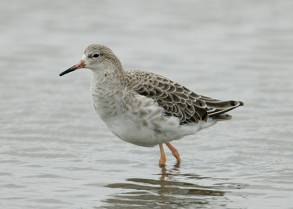Ruff Philomachus pugnax