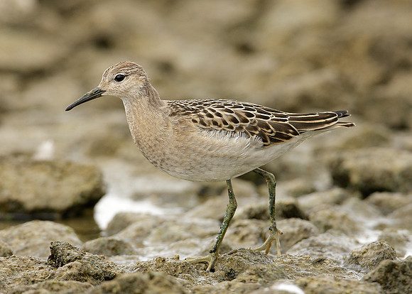 Ruff Philomachus pugnax