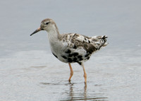 Ruff Philomachus pugnax