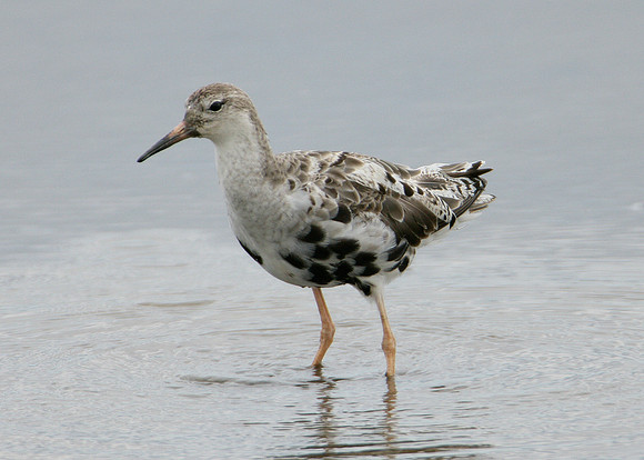 Ruff Philomachus pugnax