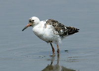 Ruff Philomachus pugnax