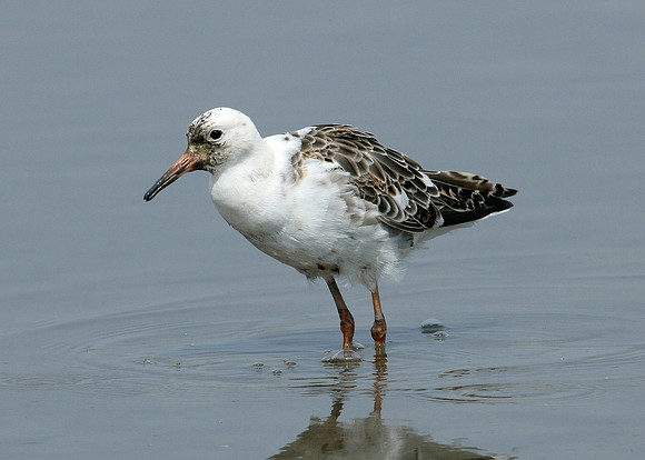 Ruff Philomachus pugnax