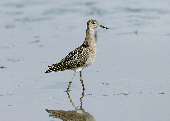 Ruff Philomachus pugnax