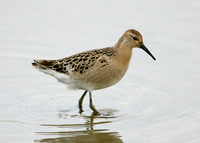 Ruff Philomachus pugnax