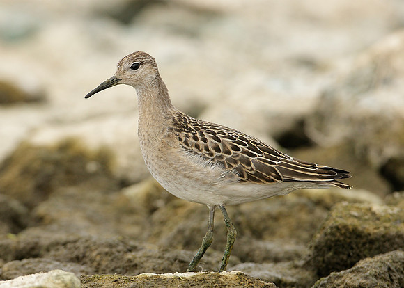 Ruff Philomachus pugnax