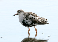 Ruff Philomachus pugnax