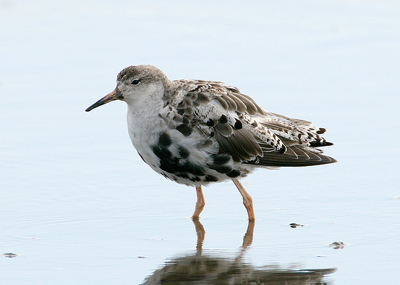 Ruff Philomachus pugnax