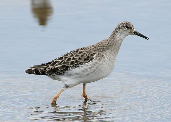 Ruff Philomachus pugnax
