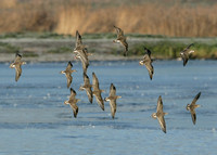 Ruff Philomachus pugnax