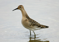 Ruff Philomachus pugnax