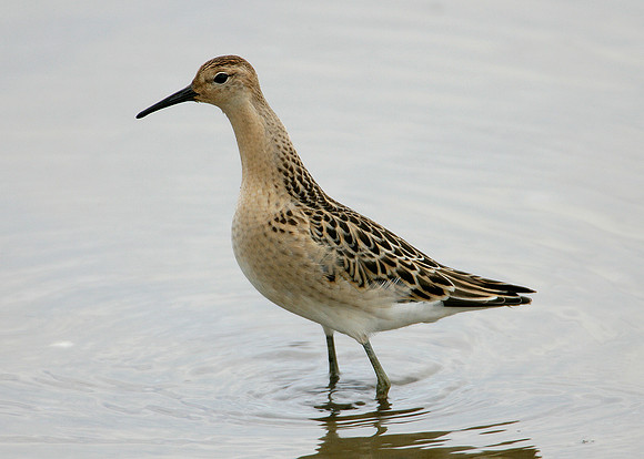 Ruff Philomachus pugnax