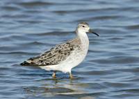 Ruff Philomachus pugnax