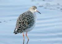 Ruff Philomachus pugnax