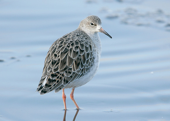 Ruff Philomachus pugnax