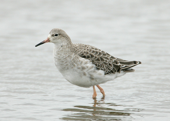 Ruff Philomachus pugnax