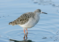 Ruff Philomachus pugnax