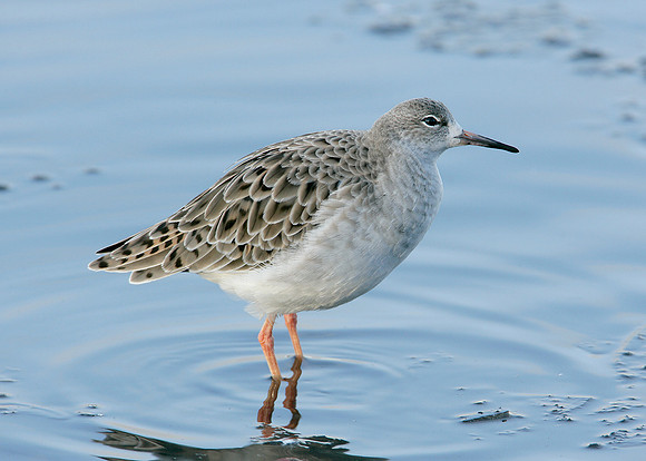 Ruff Philomachus pugnax