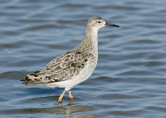 Ruff Philomachus pugnax
