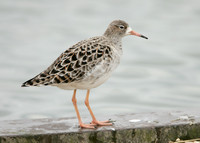 Ruff Philomachus pugnax