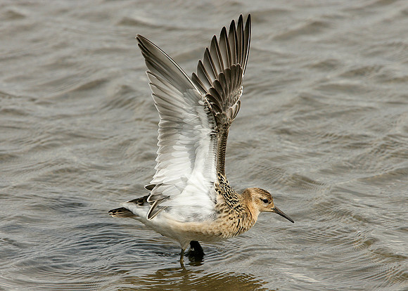 Ruff Philomachus pugnax