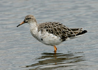 Ruff Philomachus pugnax