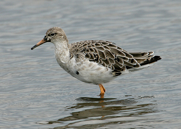 Ruff Philomachus pugnax