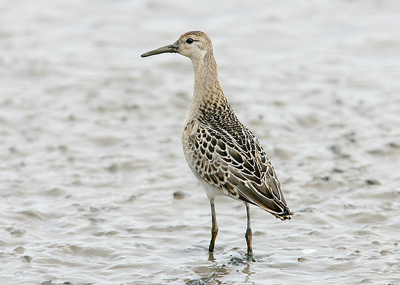 Ruff Philomachus pugnax