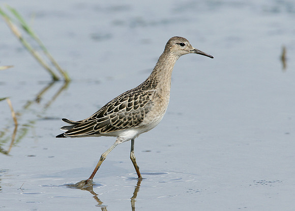 Ruff Philomachus pugnax