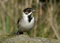 Reed Bunting Emberiza schoeniclus