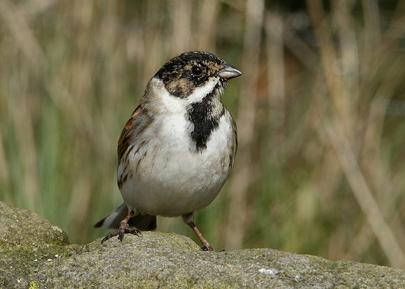 Reed Bunting Emberiza schoeniclus