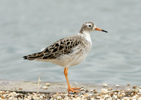 Ruff Philomachus pugnax