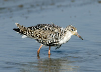Ruff Philomachus pugnax